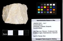 Foto (Objekt + Etiketten) von Goniodromites sp. 